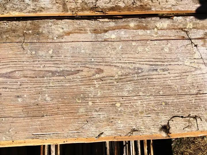 Plancher ancien en sapin